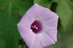 Cotton morning-glory